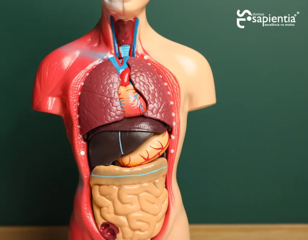 Um modelo do corpo humano com os órgãos internos mostrados.